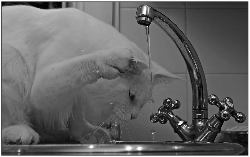 gatto rubinetto