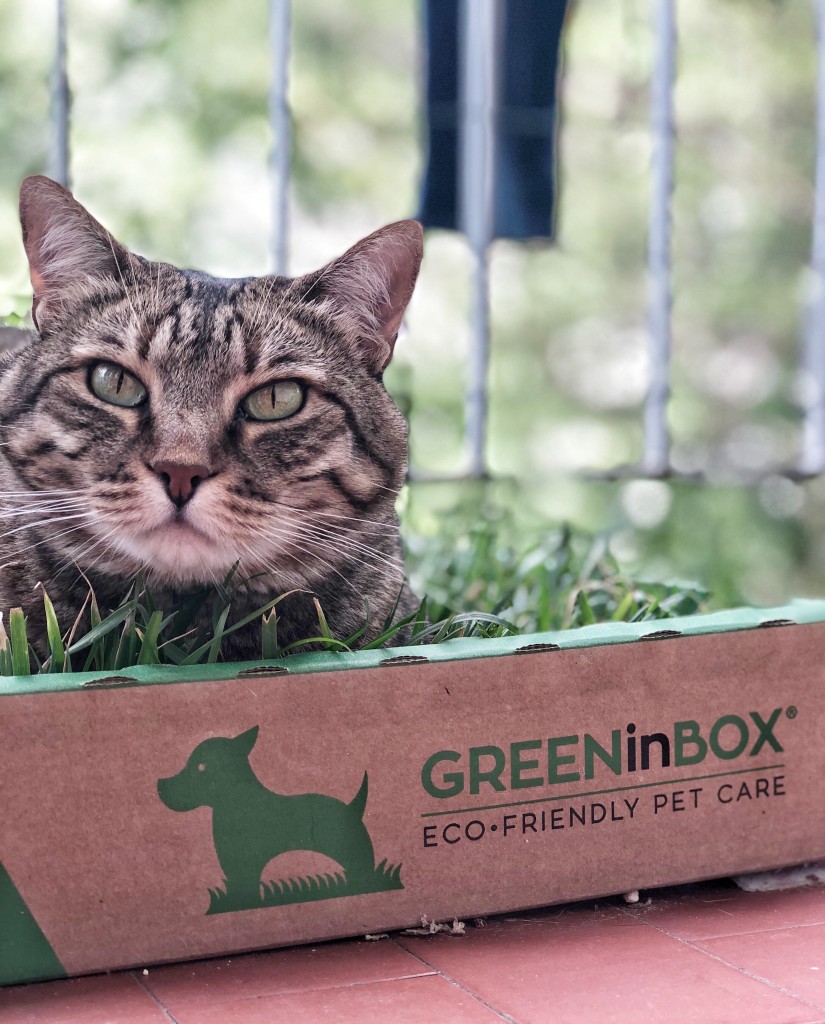 GreenInBox